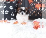 Small #1 Shih Tzu