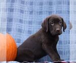 Small #3 Labrador Retriever