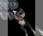 Puppy 4 American Pit Bull Terrier-Labrador Retriever Mix