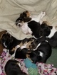 Small Photo #15 Beagle Puppy For Sale in CENTRALIA, WA, USA