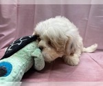 Small Photo #2 Cavaton Puppy For Sale in HENNIKER, NH, USA