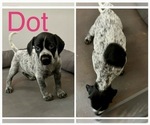 Small Photo #2 German Shorthaired Pointer Puppy For Sale in STATE COLLEGE, PA, USA