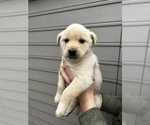 Small Photo #4 Alaskan Husky-Golden Retriever Mix Puppy For Sale in PORTLAND, OR, USA