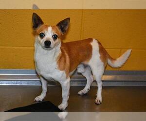 Chihuahua Dogs for adoption in West Valley, UT, USA