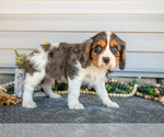 Puppy Smoke Cavalier King Charles Spaniel