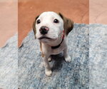 Small #15 Mutt