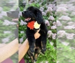 Small Photo #3 Bernedoodle Puppy For Sale in OVERLAND PARK, KS, USA