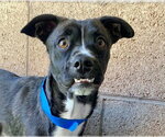 Small #1 French Bulldog Mix