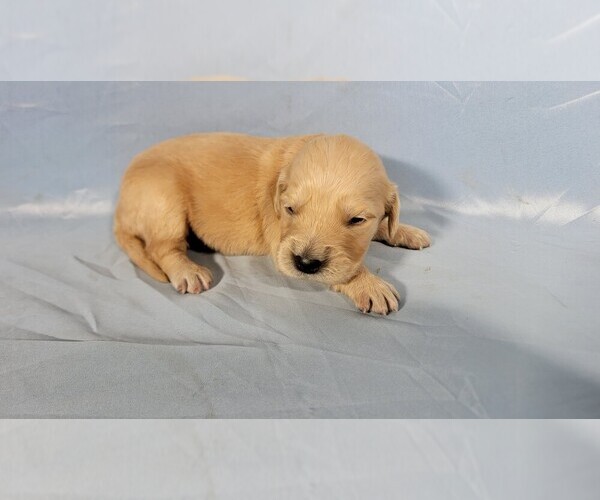 Medium Photo #2 Golden Retriever Puppy For Sale in FALCON, CO, USA