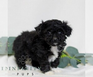 Pembroke Welsh Corgi-Poodle (Miniature) Mix Puppy for sale in EAST EARL, PA, USA