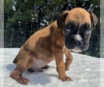 AKC Austin - Male Boxer Puppy for Sale - Photo #4