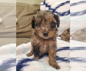 Aussiedoodle Miniature  Puppy for sale in HARRODSBURG, KY, USA