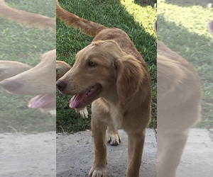 Golden Retriever Puppy for sale in SANTA ANA, CA, USA