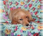 Small #3 Golden Retriever