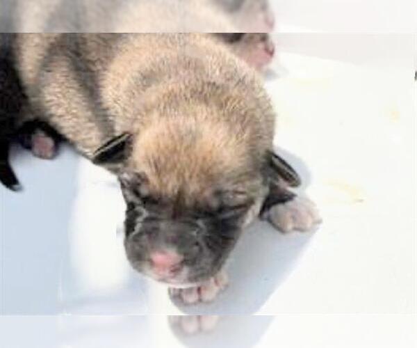 Medium Photo #2 German Shepherd Dog Puppy For Sale in Houston, TX, USA
