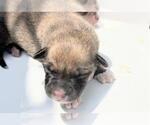 Small #1 German Shepherd Dog