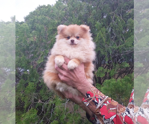Pomeranian Puppy for sale in WEST PALM BEACH, FL, USA