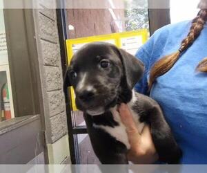 Mutt Dogs for adoption in Tulsa, OK, USA