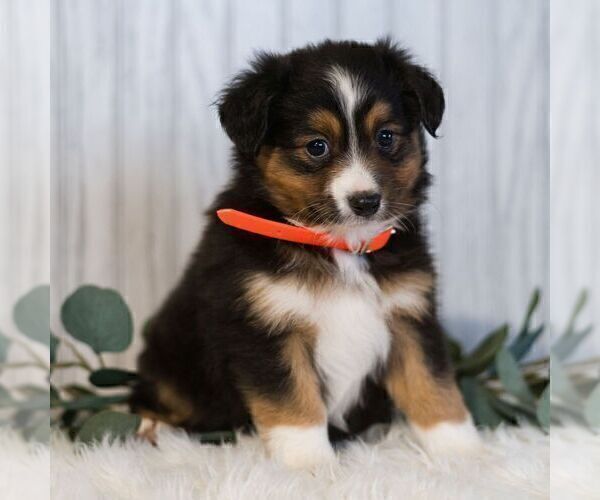 Medium Photo #4 Miniature Australian Shepherd Puppy For Sale in REBERSBURG, PA, USA