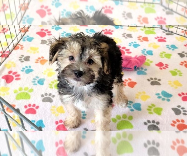 Medium Photo #11 Morkie Puppy For Sale in ORO VALLEY, AZ, USA