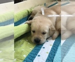 Small Photo #3 Golden Labrador Puppy For Sale in ESTERO, FL, USA