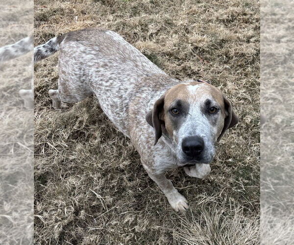 Medium Photo #1 Mutt Puppy For Sale in Boston, MA, USA