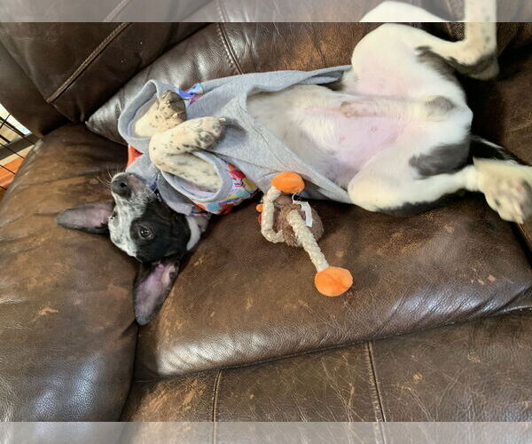 Medium Photo #3 Mountain Cur-Unknown Mix Puppy For Sale in Rockaway, NJ, USA