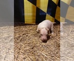 Small Photo #13 Pointer Puppy For Sale in CENTREVILLE, MD, USA