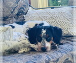 Small #4 English Setter Mix