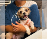 Small #3 Shih Tzu Mix