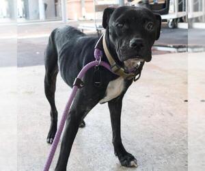 Labrador Retriever-Unknown Mix Dogs for adoption in San Antonio, TX, USA
