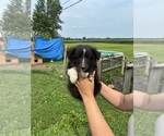 Small Shetland Sheepdog