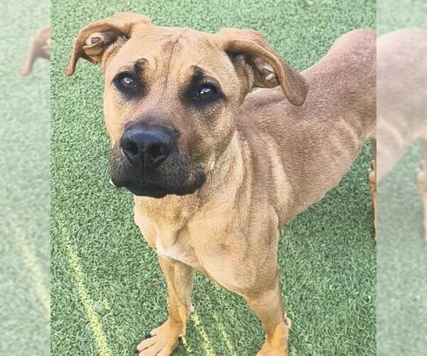 Medium Photo #1 Black Mouth Cur-Unknown Mix Puppy For Sale in Newton, NC, USA