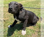 Small #4 Bulldog-Labrador Retriever Mix
