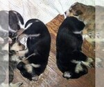 Small Photo #10 Goberian Puppy For Sale in HEBRON, NE, USA