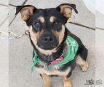 Brody - Male Beagle-Unknown Mix Dog for Adoption - Small photo