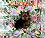 Small #2 YorkiePoo