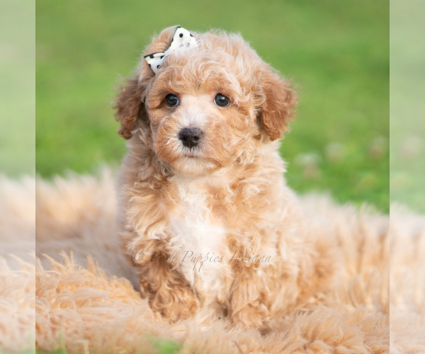 Medium Photo #50 Poodle (Toy) Puppy For Sale in WARSAW, IN, USA