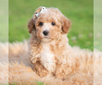 Small Photo #50 Poodle (Toy) Puppy For Sale in WARSAW, IN, USA