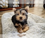 Small Photo #1 Yorkshire Terrier Puppy For Sale in LOS ANGELES, CA, USA