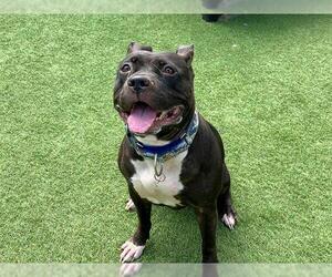 American Pit Bull Terrier Dogs for adoption in Orange, CA, USA