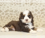 Small #1 Miniature Bernedoodle