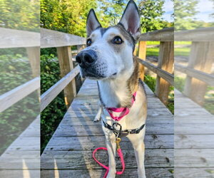 Kira - Female Siberian Husky-Unknown Mix Dog for Adoption - Photo #2