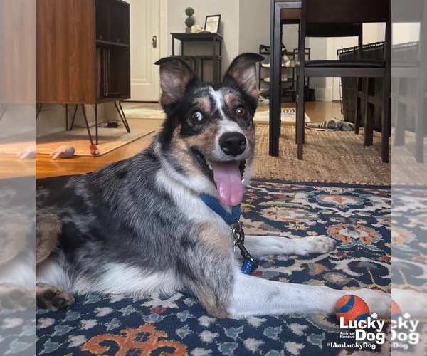Medium Photo #4 Australian Shepherd-Unknown Mix Puppy For Sale in Washington, DC, USA