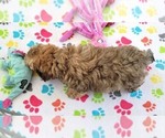 Small #4 Cockapoo-Poodle (Miniature) Mix