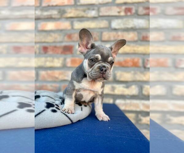 Medium Photo #4 French Bulldog Puppy For Sale in ERIAL, NJ, USA