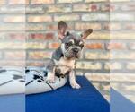 Small #3 French Bulldog