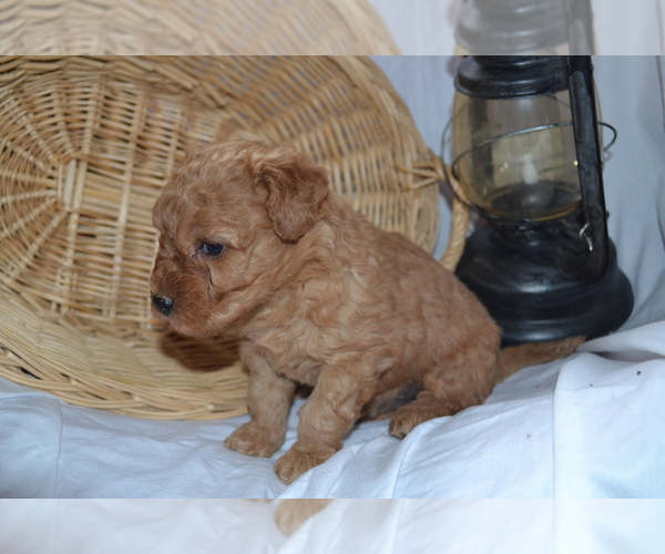 Medium Photo #4 Cavapoo (Miniature)-Poodle (Toy) Mix Puppy For Sale in GREENWOOD, WI, USA
