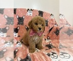 Small Photo #16 Poodle (Toy) Puppy For Sale in SYLMAR, CA, USA