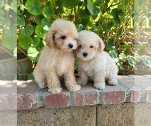 Maltipoo Puppy for sale in TEMECULA, CA, USA